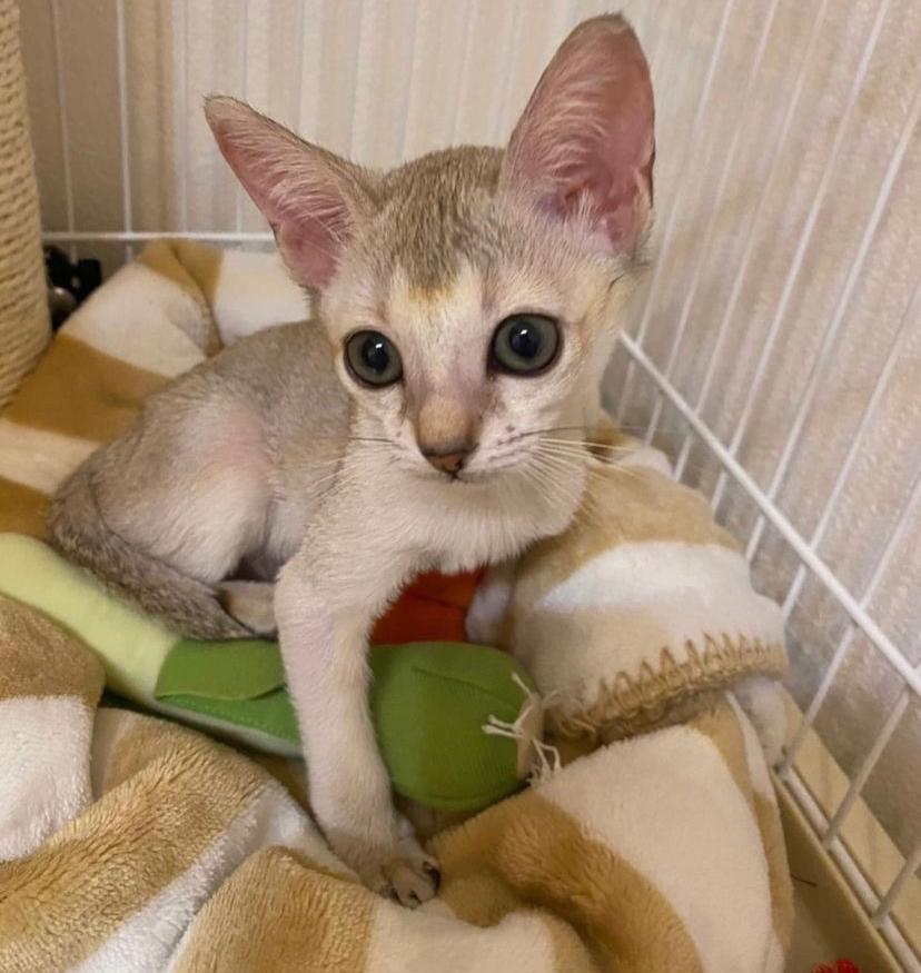 available singapura kittens for sale