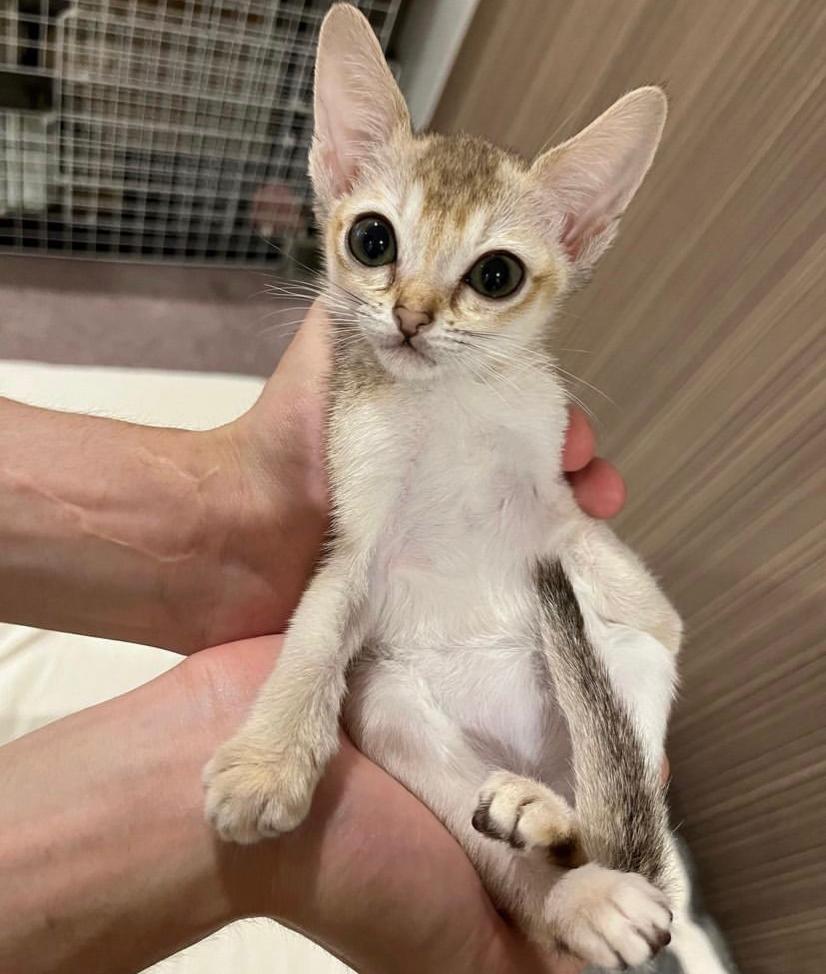 available singapura kittens for sale