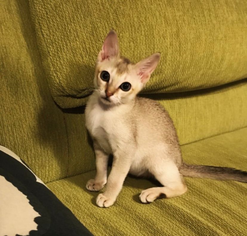 available singapura kittens for sale