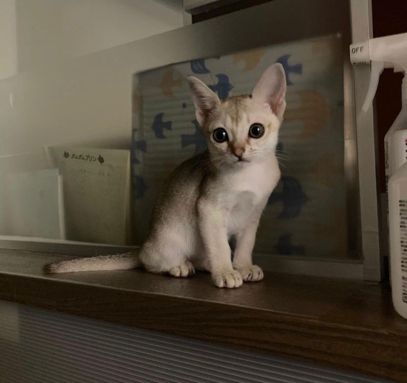 available singapura kittens for sale
