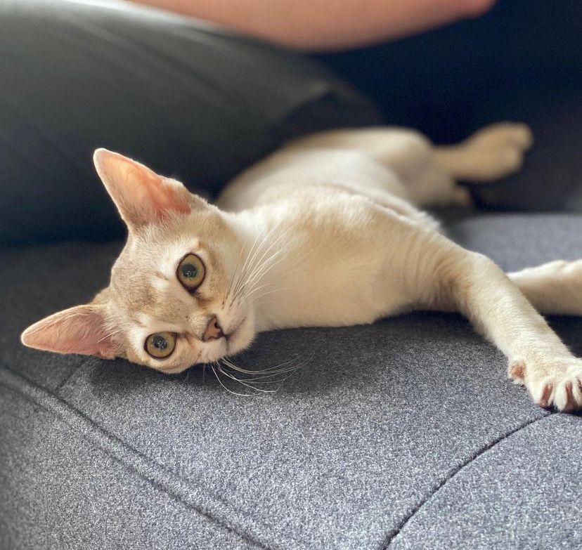 available singapura kittens for sale