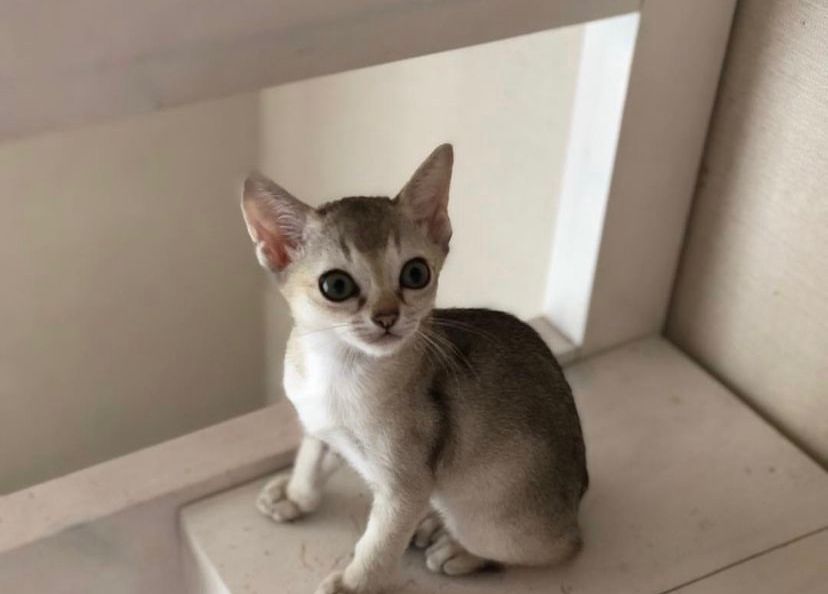 available singapura kittens for sale