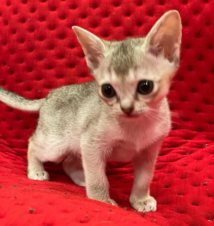 available singapura kittens for sale