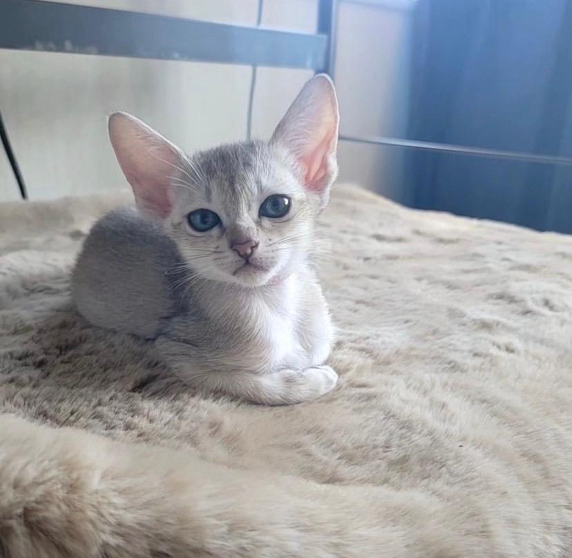 available singapura kittens for sale