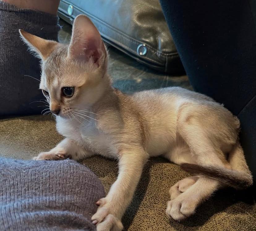 Singapura Kittens for sale near me