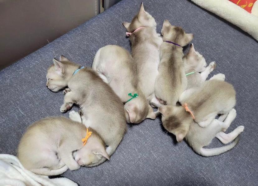 Singapura cat breeders